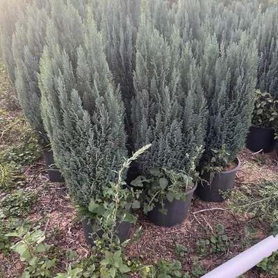 Lawson Cypress 'Ellwoodii' 6