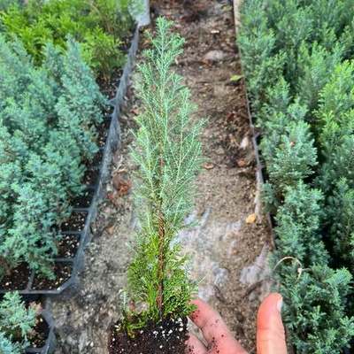 Lawson Cypress 'Ellwoodii' 7