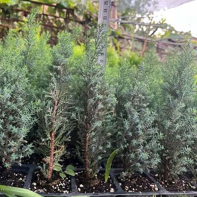 Lawson Cypress 'Ellwoodii' 8