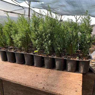 Lawson Cypress 'Ellwoodii' 9