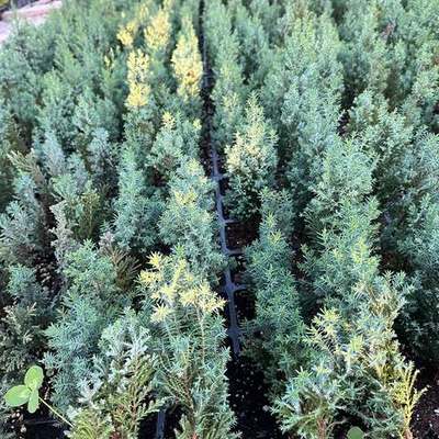 Lawson Cypress 'Ellwoodii' 10