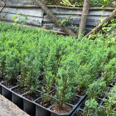 Lawson Cypress 'Ellwoodii' 11