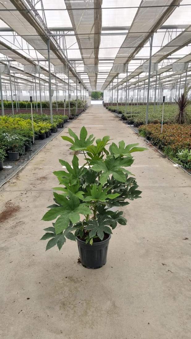 Fatsia (Fatsia japonica)