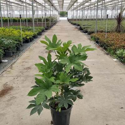 Fatsia (Fatsia japonica)