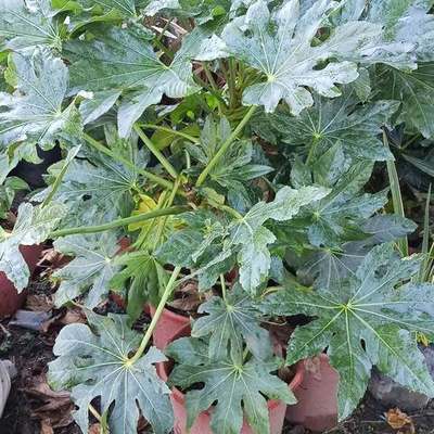 Fatsia 2
