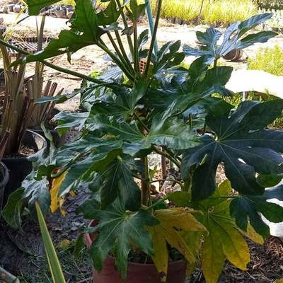 Fatsia 3