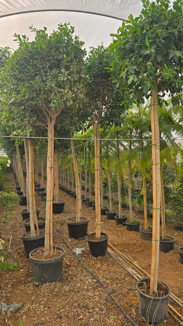 Ficus (Ficus microcarpa (nitida), F. elastica)