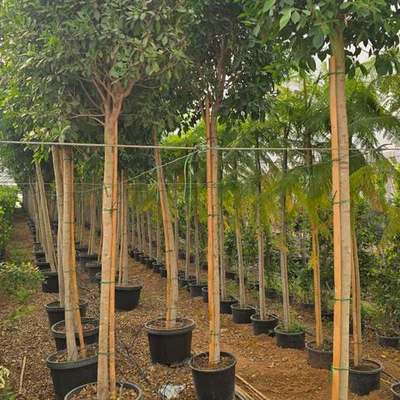 Ficus (Ficus microcarpa (nitida), F. elastica)