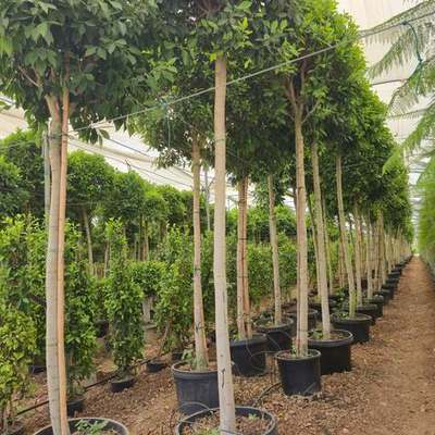 Ficus 2