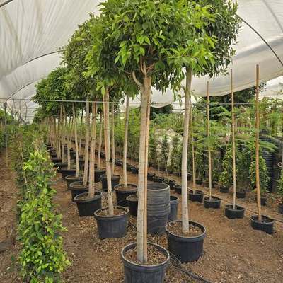 Ficus 3