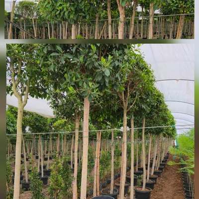 Ficus 4