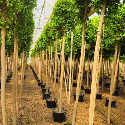 Ficus 5