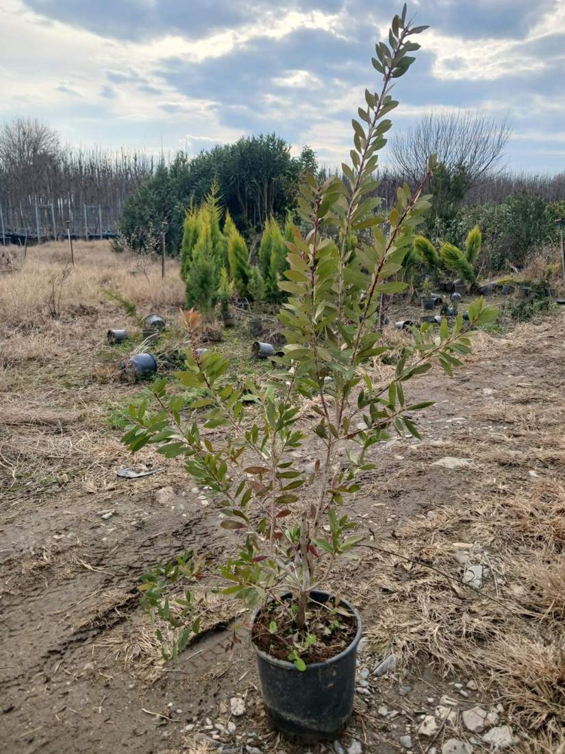 Bottlebrush (Callistemon citrinus)