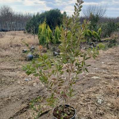 Bottlebrush (Callistemon citrinus)