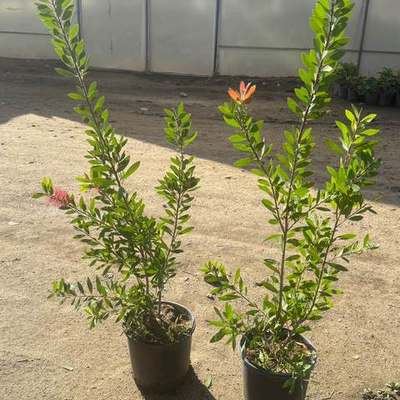 Bottlebrush 2