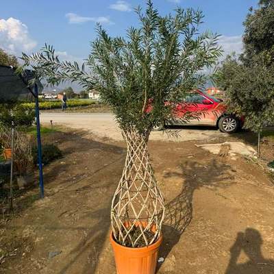 Bottlebrush 3