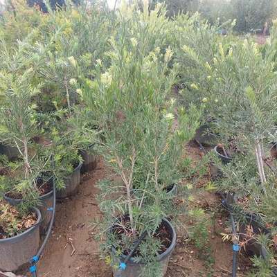 Bottlebrush 4