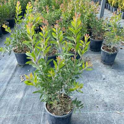 Bottlebrush 6