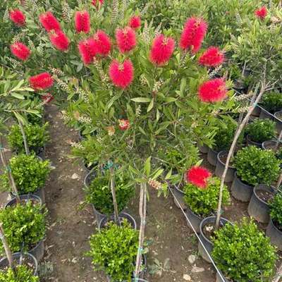 Bottlebrush 7
