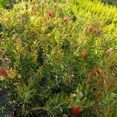 Bottlebrush 8