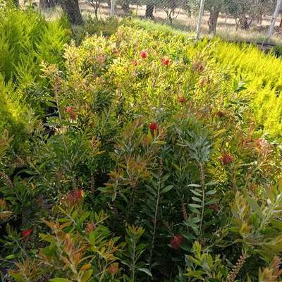 Bottlebrush 10