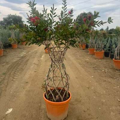 Bottlebrush 11