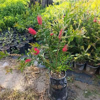 Bottlebrush 12