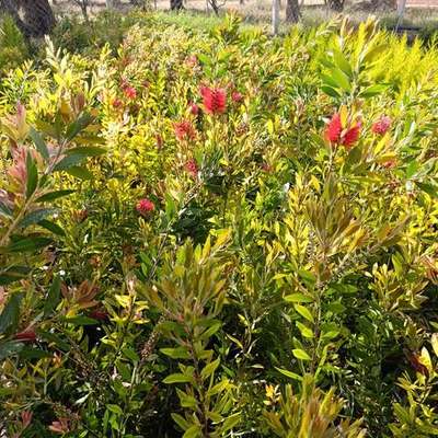 Bottlebrush 13