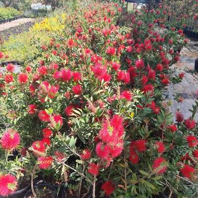 Bottlebrush 14