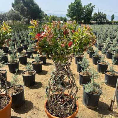 Bottlebrush 15