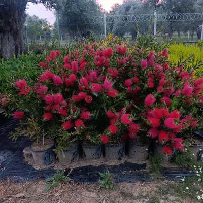 Bottlebrush 16