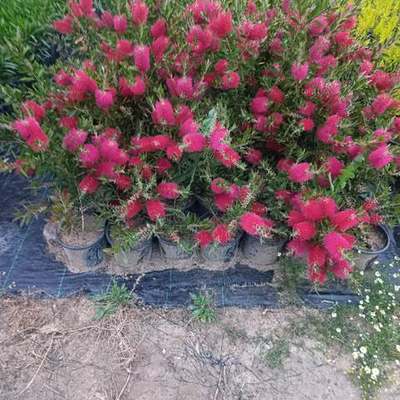 Bottlebrush 17