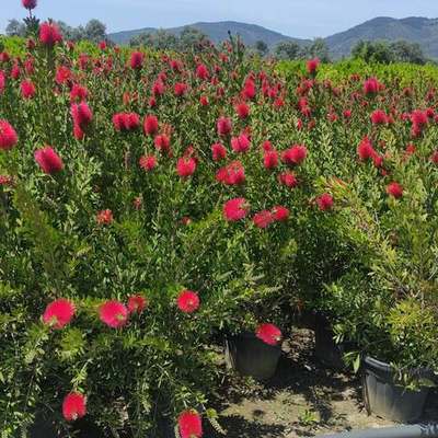 Bottlebrush 18