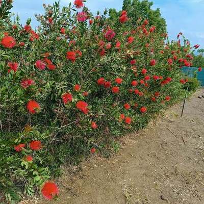 Bottlebrush 19
