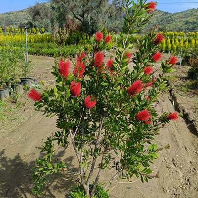 Bottlebrush 20
