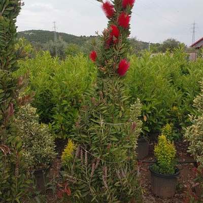 Bottlebrush 21