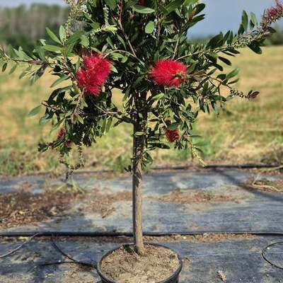 Bottlebrush 22