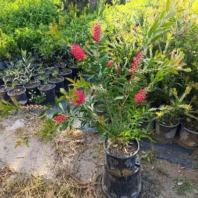 Bottlebrush 23