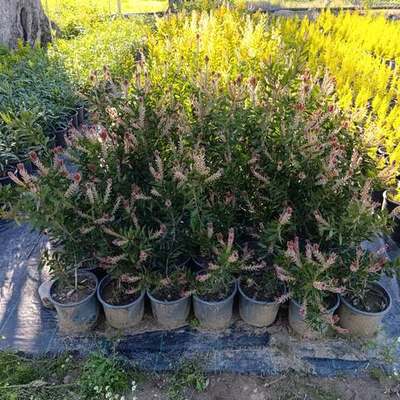Bottlebrush 24