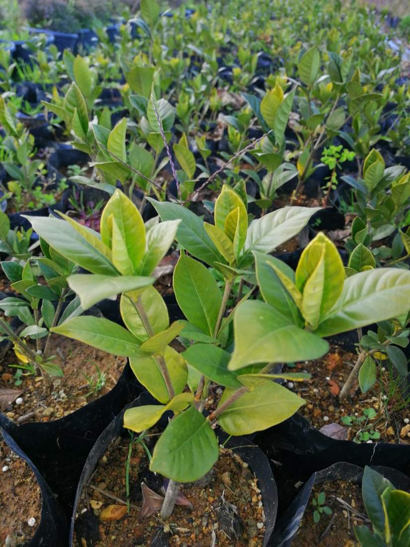 Gardenia (Gardenia jasminoides)
