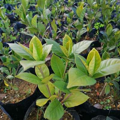 Gardenia (Gardenia jasminoides)