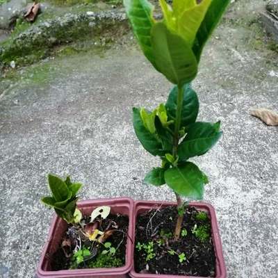 Gardenia 2