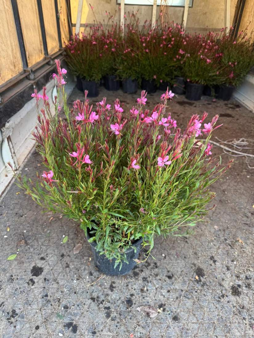 Gaura (Gaura lindheimeri)