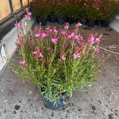Gaura (Gaura lindheimeri)