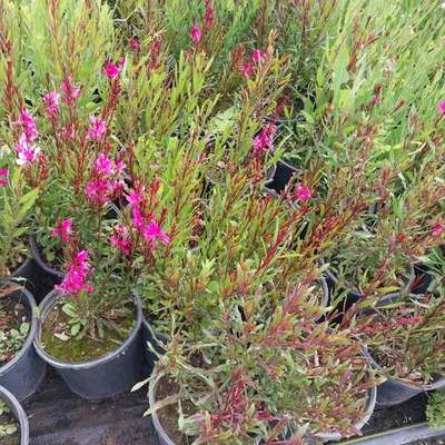 Gaura 2