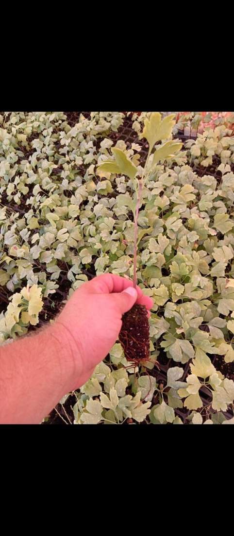 Ginkgo (Ginkgo biloba)