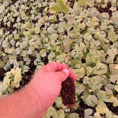 Ginkgo (Ginkgo biloba)