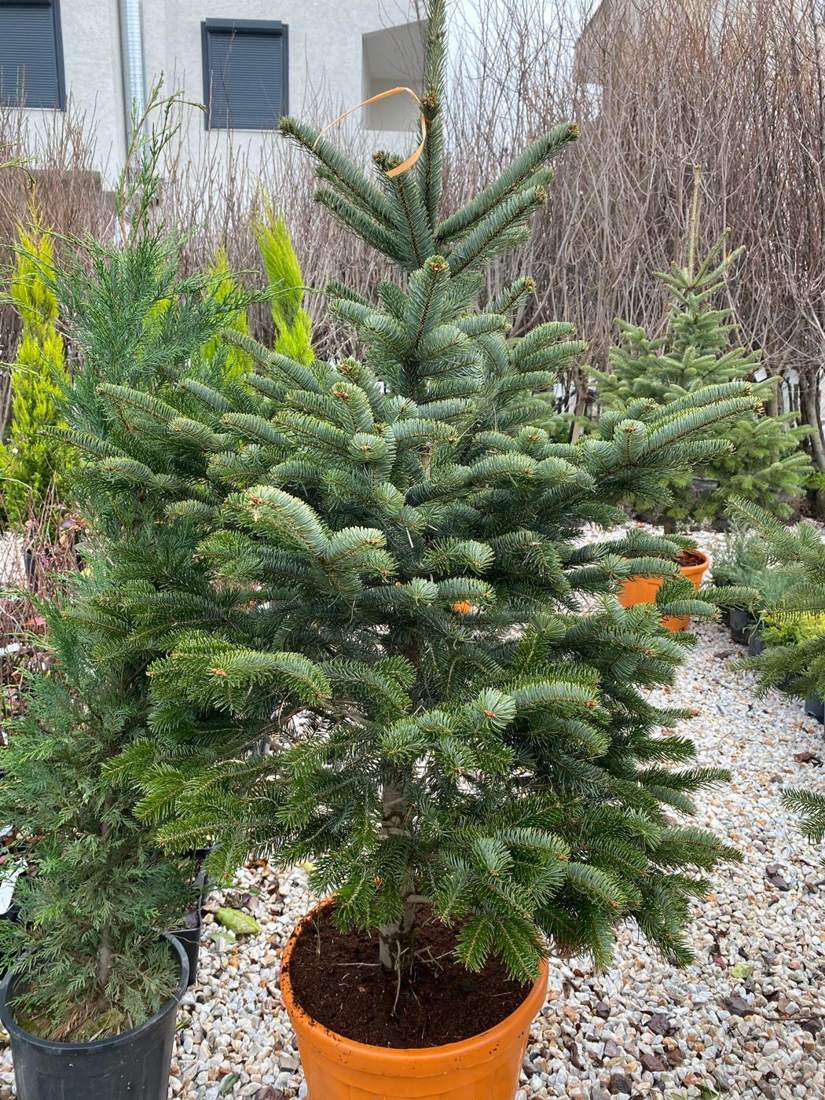 Fir (Abies nordmanniana)
