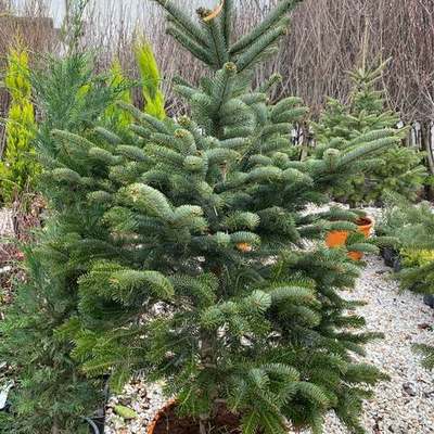 Fir (Abies nordmanniana)