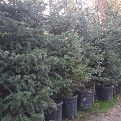 Fir 4